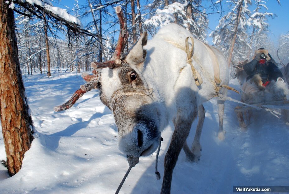VisitYakutia's tweet photo. When #Yakutia is the right place to feel the Christmas mood 🎄🏔🌲🦌 https://t.co/QThsV7exGO