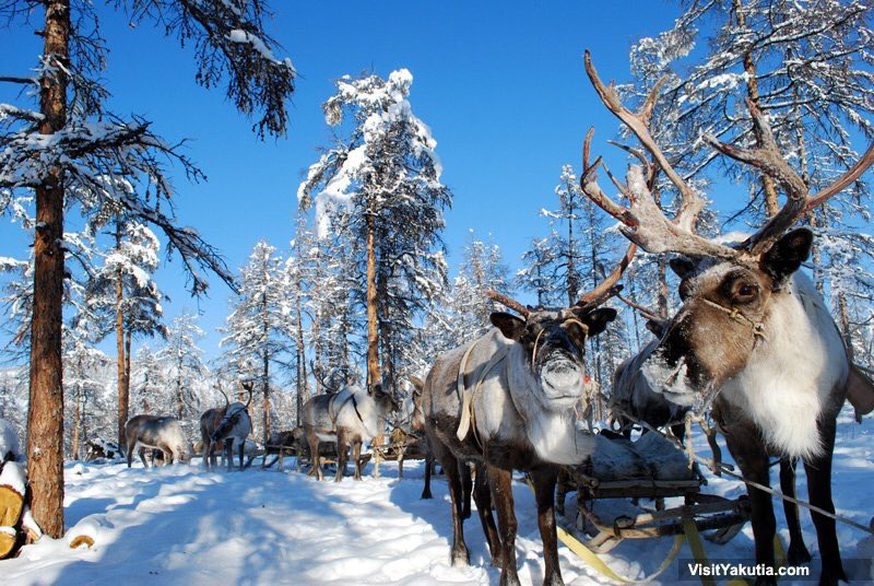 VisitYakutia's tweet photo. When #Yakutia is the right place to feel the Christmas mood 🎄🏔🌲🦌 https://t.co/QThsV7exGO