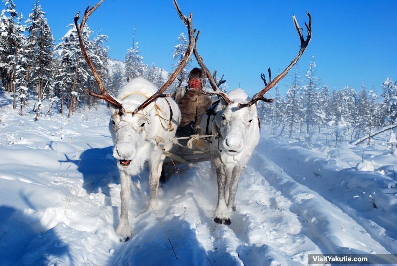 VisitYakutia's tweet photo. When #Yakutia is the right place to feel the Christmas mood 🎄🏔🌲🦌 https://t.co/QThsV7exGO