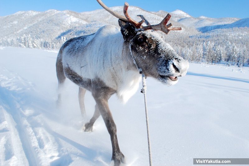 VisitYakutia's tweet photo. When #Yakutia is the right place to feel the Christmas mood 🎄🏔🌲🦌 https://t.co/QThsV7exGO