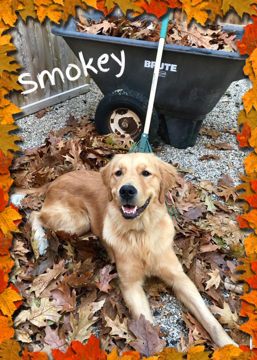 ECADServiceDogs's tweet photo. #Smokey is enjoying his weekend off and helping his home handler with some yard work. #Fallcleanups are more fun with an #ECADServiceDog around to help out! #nationalparks #homehandler #SDiT Learn more about becoming a home handler https://t.co/qv7PepS9I3 https://t.co/EnwcaXtWm7