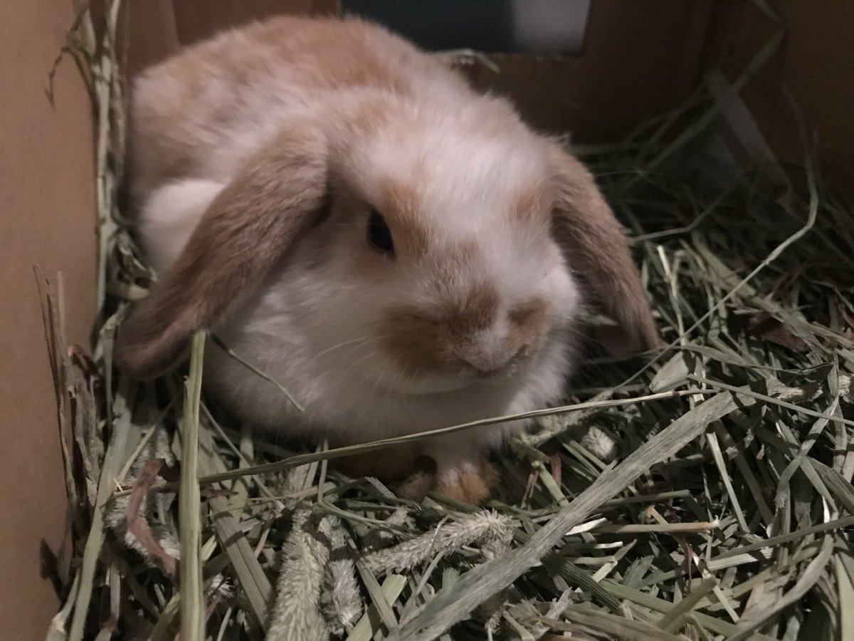 Hide君 Pata坊 Nokuto君 生後1ヶ月半のpata君をお迎えしました おっとりな性格 皆さんhideくんと一緒に 可愛がってください うさぎ ホーランドロップイヤー ロップイヤー ウサギ うさちゃん うさぎのいる暮らし Hide Pata T
