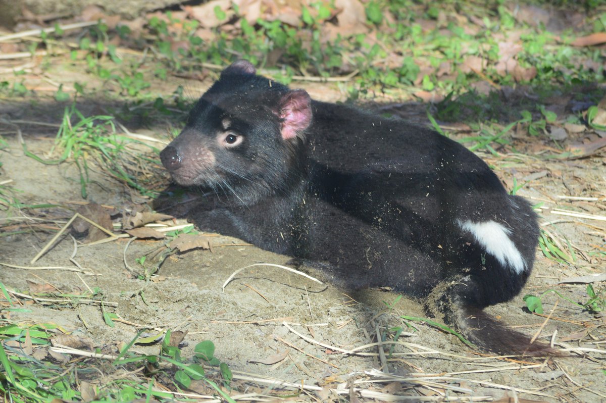 ট ইট র シマ ちゃんとかわいいのもあるから 挽回 多摩動物公園 タスマニアデビル