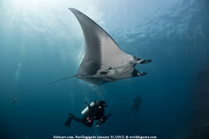 sharkangels's tweet photo. Mexico creates vast new ocean reserve to protect 'Galapagos of North America' #Revillagigedo #solmarv YAY for #Mexico and all its wildlife https://t.co/4IdthU21UF https://t.co/IsOHfVE1Oo