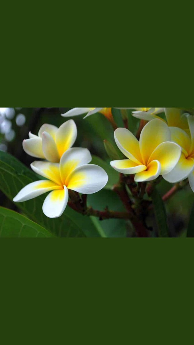 VDaovee's tweet photo. ໂອ້ດວງຈຳປາ
ຈຳປາແດນງາມພູມໃຈໃນຄວາມເປັນລາວ
#MissUniverse #LAOS https://t.co/cpSBMiMHfe