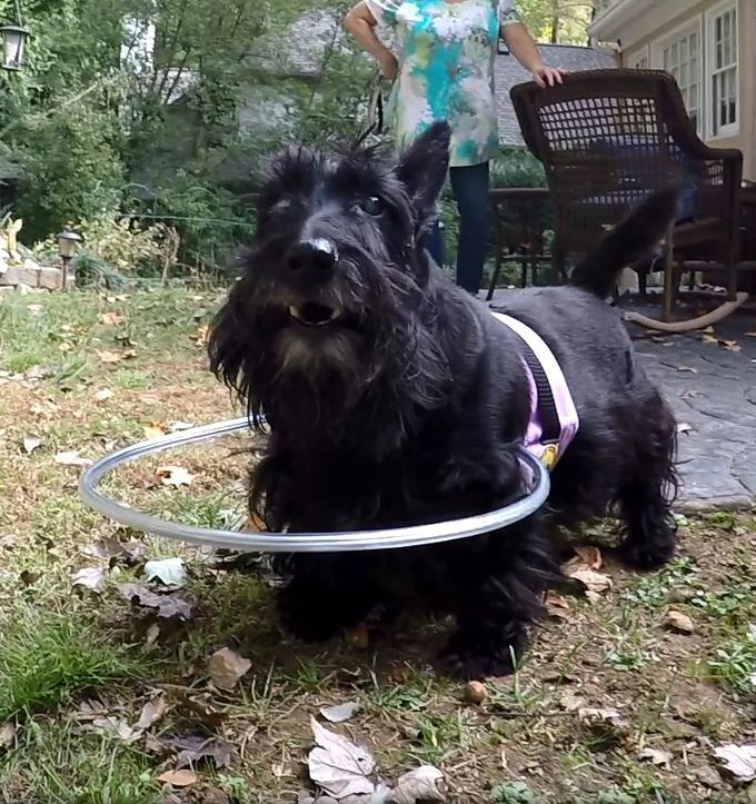 halosforpaws's tweet photo. Dogs don't care about Cyber Monday - they care about smells! Get 20% off the total today when you order a Halo Vest AND our new Lightweight Halo Harness. https://t.co/TVfDRSJkkb #halodog #blinddog #cybermondayfordogs https://t.co/LvLvsBJ0sj