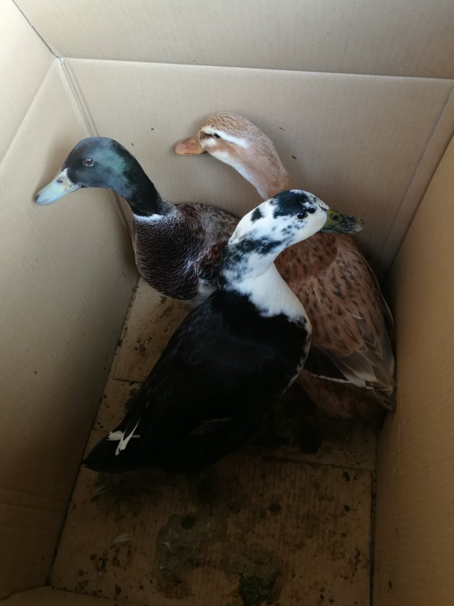 hermitcrabeggs's tweet photo. I have had a box of ducks delivered.

I have not ordered a box of ducks. https://t.co/ILNQpIgVsc