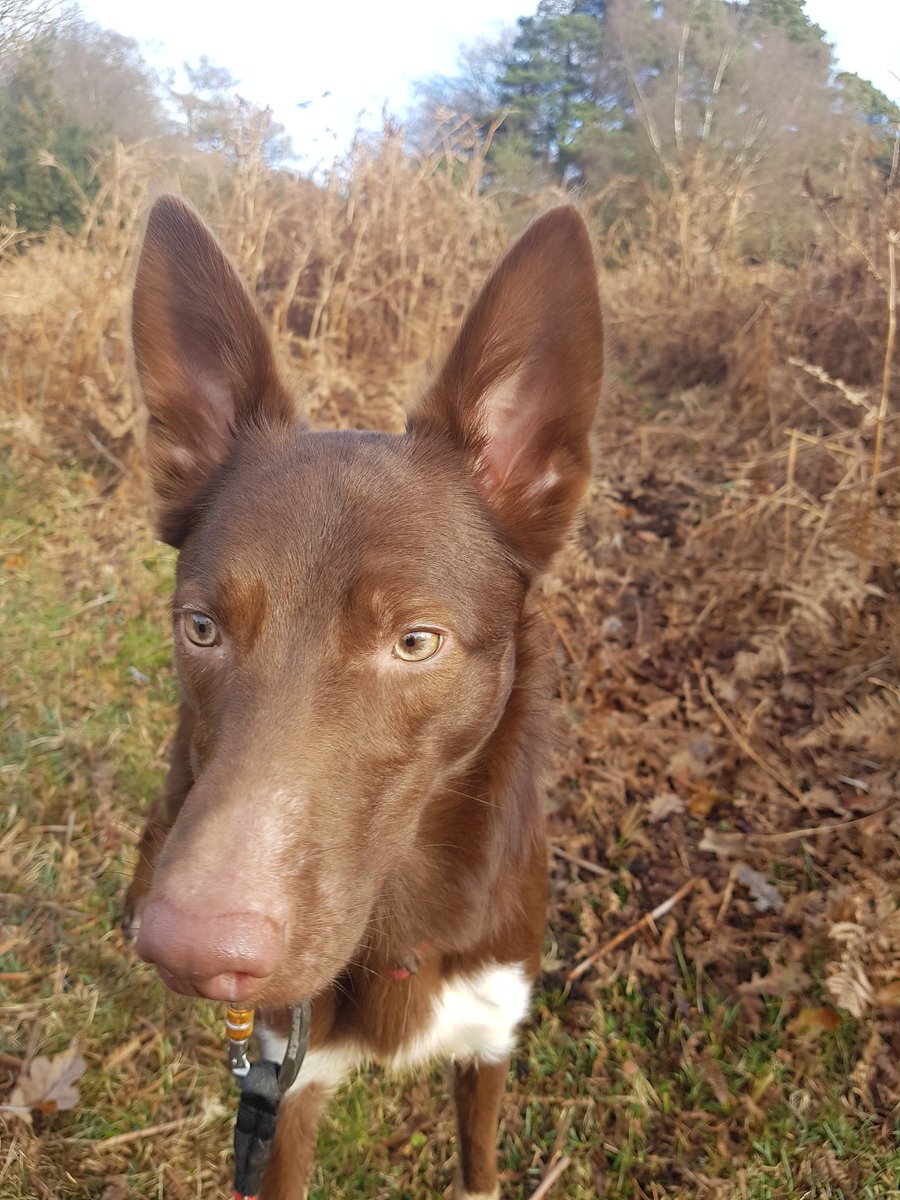 TSD Chhubohe and RSD Oppo (RIP) tweet media