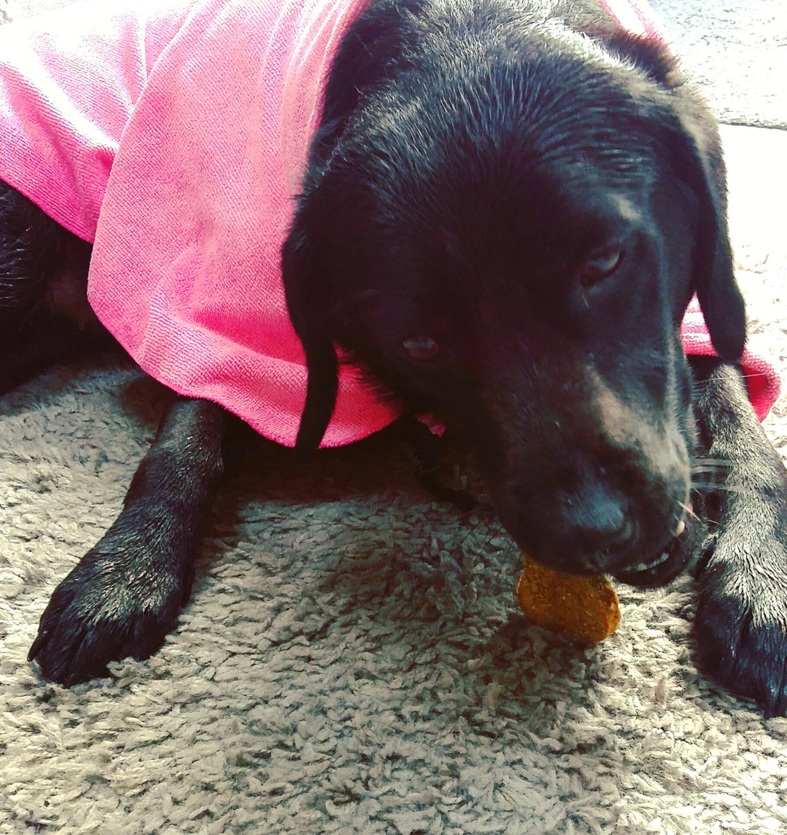 suttylass's tweet photo. Coco enjoyed her @MrsPupCakes after a wet walk round the @treaclemarket today! #pupcakesdogbakery   #chickenman #cheesebone #lambbone https://t.co/nfJM5eFuSy