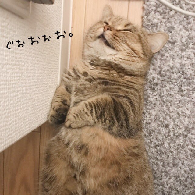 KinakoNeko_mxp's tweet photo. 今日も絶賛眠り姫。珍しく爆睡。 https://t.co/QRuMCaewyc