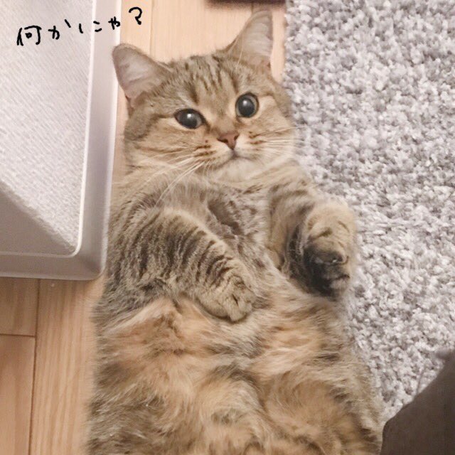 KinakoNeko_mxp's tweet photo. 今日も絶賛眠り姫。珍しく爆睡。 https://t.co/QRuMCaewyc