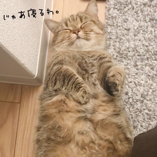 KinakoNeko_mxp's tweet photo. 今日も絶賛眠り姫。珍しく爆睡。 https://t.co/QRuMCaewyc