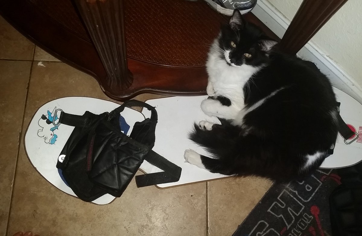 sigmiami's tweet photo. When you want to streetboard but you're a cat #Streetboarding #streetboard #whiteboards #skate #skateforlife #needskatergirlfriend https://t.co/L64xHqoaCr