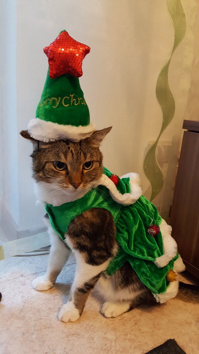 AnanasKadse's tweet photo. Weihnachtsbaum schon geschmückt https://t.co/xXyFO2tm6D