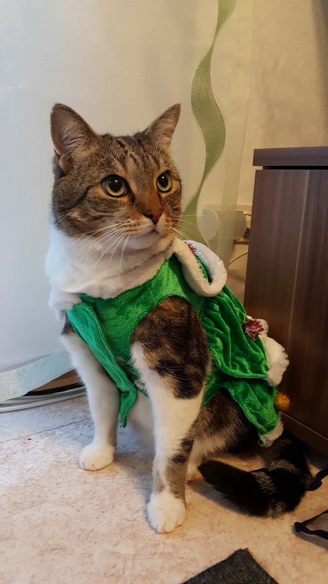 AnanasKadse's tweet photo. Weihnachtsbaum schon geschmückt https://t.co/xXyFO2tm6D
