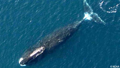 Plastics4change's tweet photo. There are whales alive today who were born before plastic was invented. RT if you believe they deserve to live in a plastic free ocean. https://t.co/tmIwhO2SGx