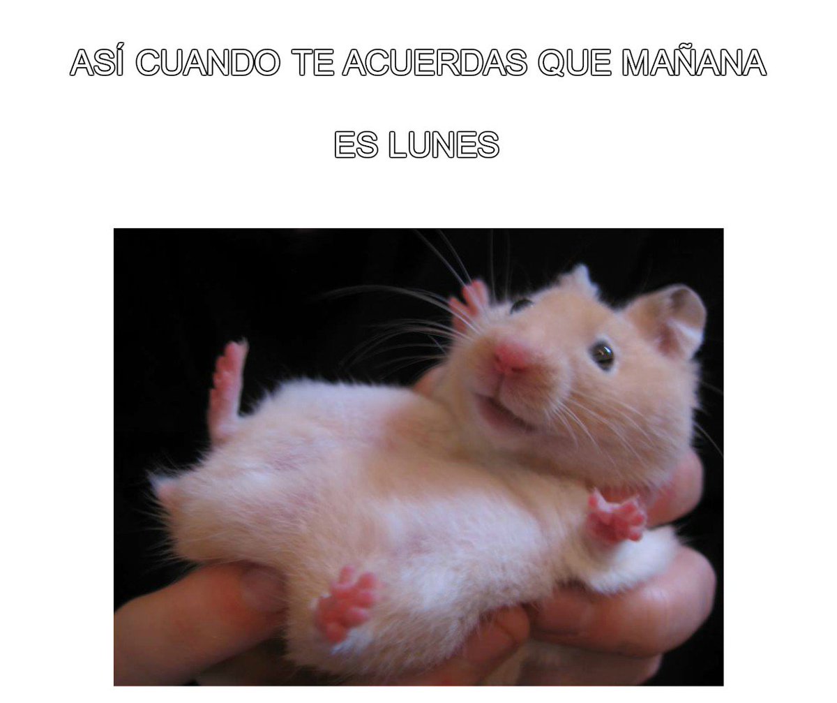 PetsLmx's tweet photo. #ElFinDelFinde 
#InicioDeSemana 
¡Se nos acaba el domingo, pero aún hay mucho por hacer! 

Suscríbete a la revista 👉 https://t.co/F3npR1jU6d https://t.co/EUR3rXL1fz