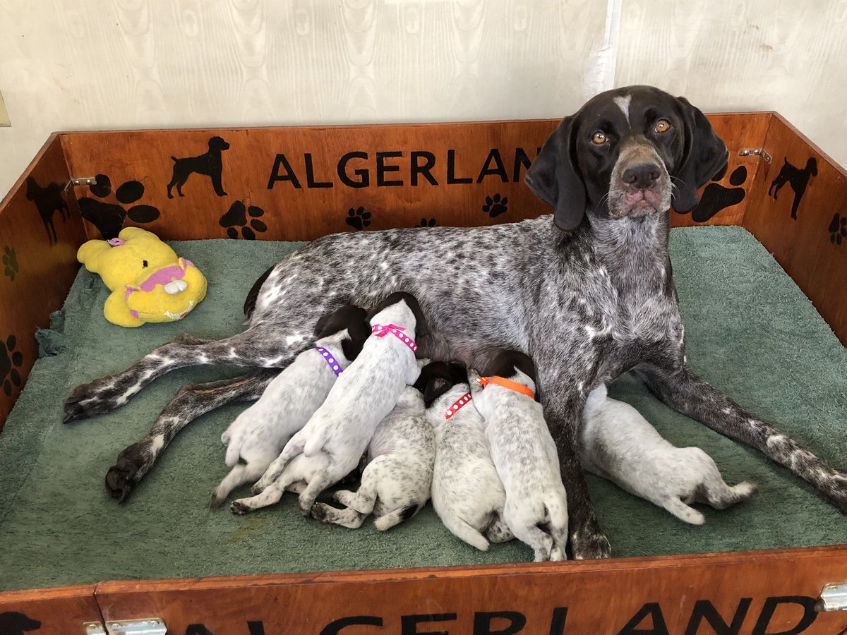 Algerland Gsp Lab Algerland Twitter