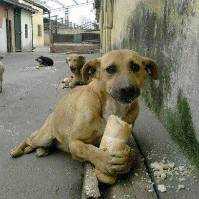 VinculacionUNAM's tweet photo. Investigadores de la UAM y la @UNAM_MX  desarrollaron un nuevo tipo de croqueta que inhibe
el celo en hembras y machos como método para controlar la población de perros callejeros. :o
:o ¿Cómo? https://t.co/2VvsO20piG https://t.co/Vk50FRMxdf