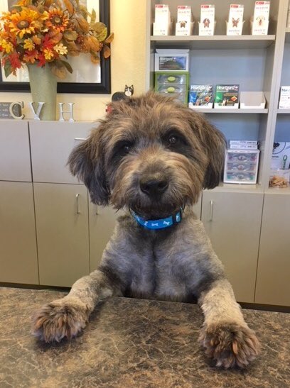 Quinn is inviting everyone to Chuluota Veterinary Hospital for their PPR Fundraiser on Wednesday November 29th from 5-7 pm. Email karen@chuluotavet.com to RSVP