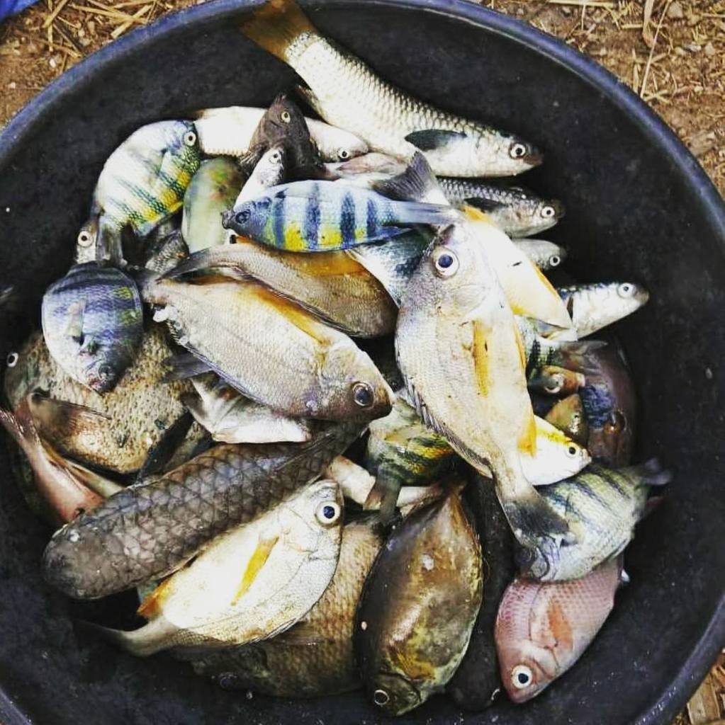 Golden_Goa's tweet photo. #today #sunday #catch #fishing #mix #local #gavti #nuste #meme 😆 #fishforlife https://t.co/VUzKjWXTvH https://t.co/PZMMPjmu1T