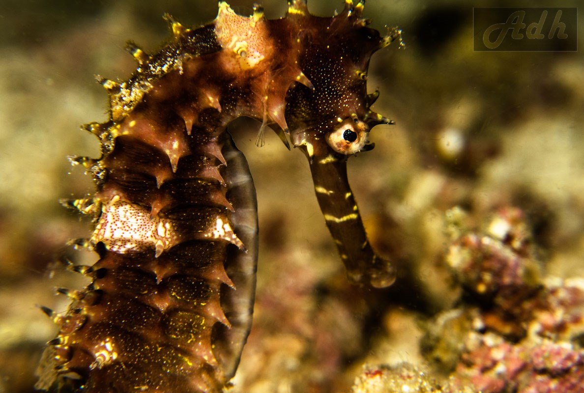 Best Dive Sites: Pamilacan Island, Bohol
diveglobal.com/diving/pamilac…
#pamilacan #island #bohol #philippines #visayas #dive #scuba #diving #pulau