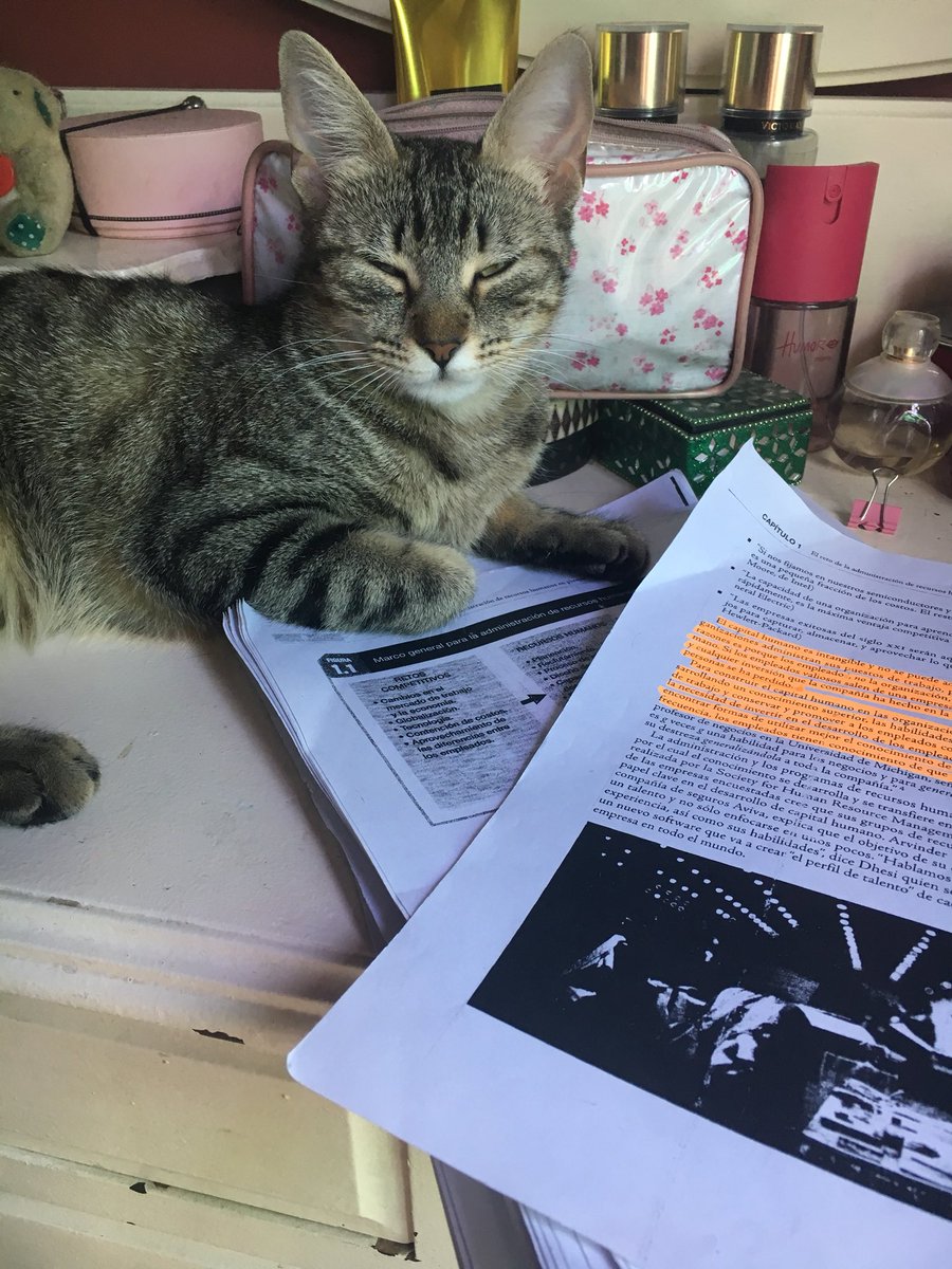 ChocopanUP's tweet photo. Asi no se puede estudiar! 🤷🏼‍♀️ https://t.co/SFbxj5aJPT