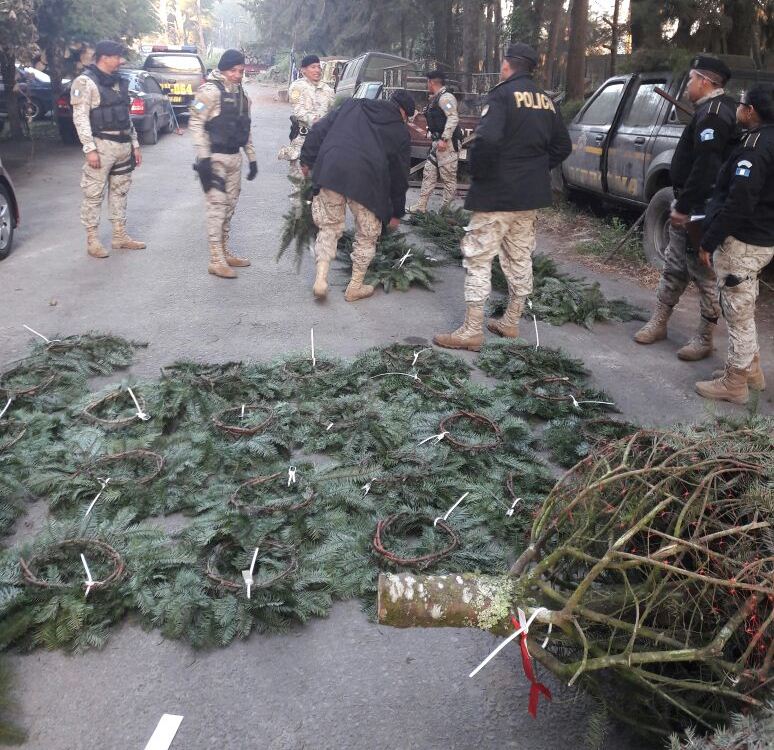 EmisorasUnidas's tweet photo. #Ampliación | Capturan en #Chimaltenango a Gerbert Leonel Alemán y Esder Romario Ruiz, llevaban 67 árboles de Pinabete, 31 coronas y 16 guirnaldas, valorado en Q.56 mil 260.

Vía: @PNCdeGuatemala https://t.co/LW8mXgO5kc