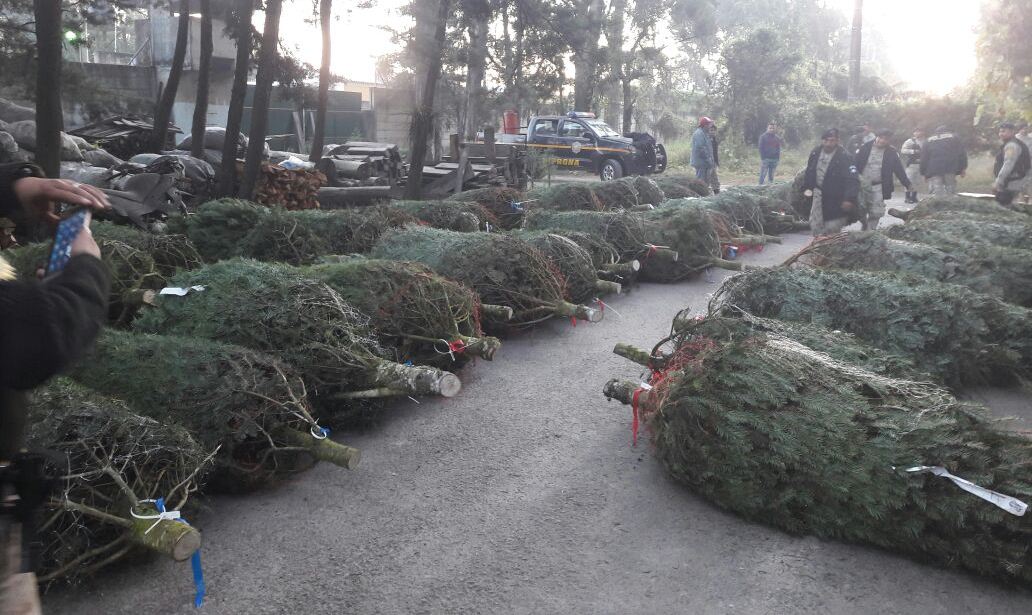 EmisorasUnidas's tweet photo. #Ampliación | Capturan en #Chimaltenango a Gerbert Leonel Alemán y Esder Romario Ruiz, llevaban 67 árboles de Pinabete, 31 coronas y 16 guirnaldas, valorado en Q.56 mil 260.

Vía: @PNCdeGuatemala https://t.co/LW8mXgO5kc