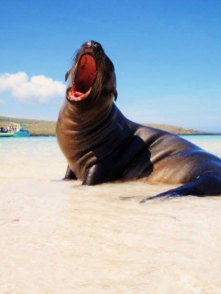 IslandersGalap's tweet photo. #Sleepy #Sealion #SundayFunday Ask about our 5-day program including #Española and #SanCristobal #Islands! https://t.co/5T2lfwW7PI https://t.co/KmLBczKqMI