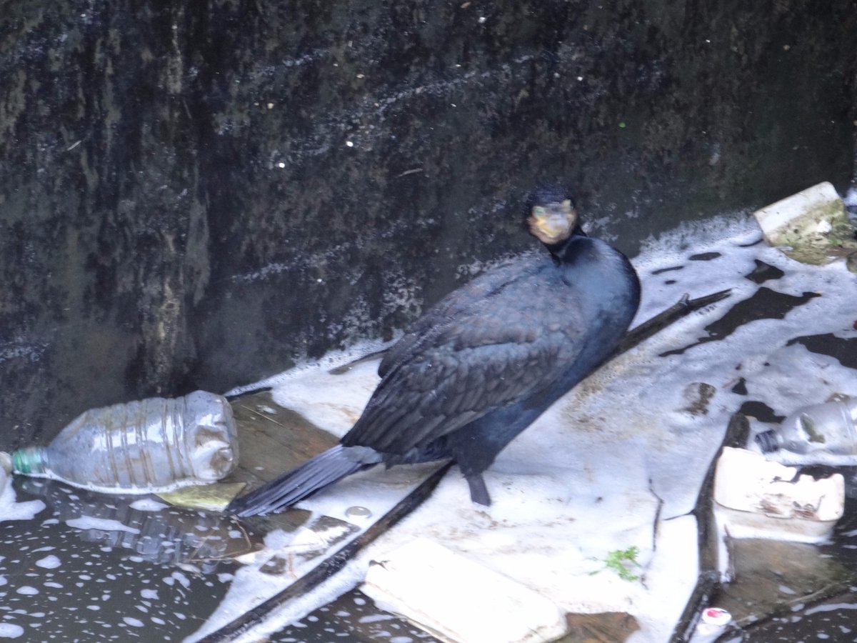UoCWildSociety's tweet photo. Cold and rainy but we had a great walk to the racecourse via the canal and river dee. Saw a cormorant sitting in loads of plastic along the canal though :( #plasticwaste #CSUsocieties #ChesterWild https://t.co/SrvYzEvN6H