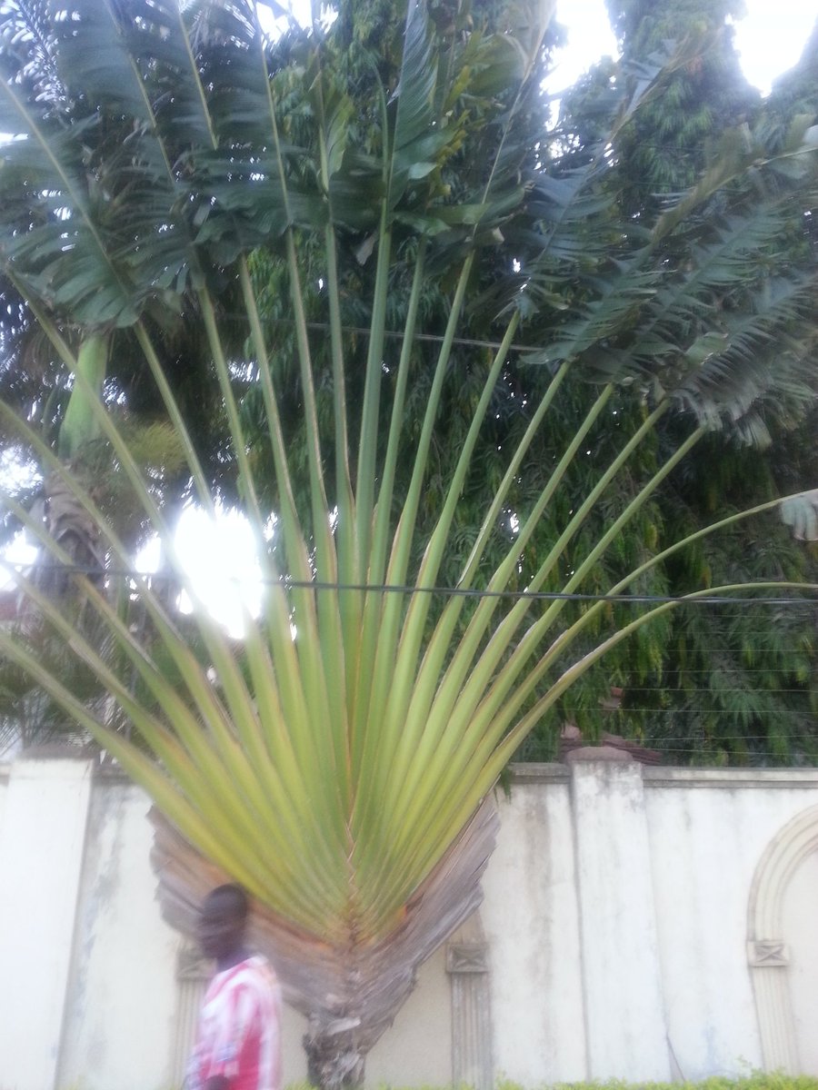 NatureLov's tweet photo. Yes, my dream has come true as I h've moved back to Africa at last and I hope all your dreams will come true one day https://t.co/j5gYZjMgkO