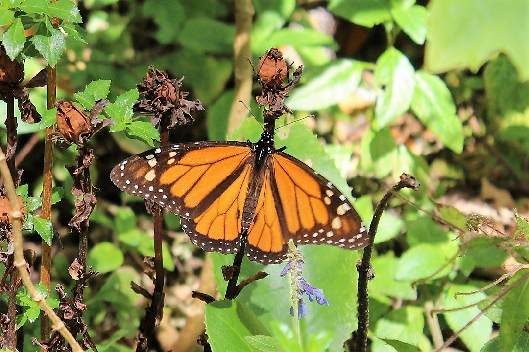 CONAFOR's tweet photo. En los últimos 5 años hemos reforestado 2 mil 99 hectáreas de la Reserva de la Biósfera Mariposa Monarca y se han producido 1.7 millones de plantas con recursos canalizados por @CONAFOR a #Michoacán y #Edomex. Más acciones a favor de la #MariposaMonarca 👉 https://t.co/bmN9ALbhRO https://t.co/Q48juH398J