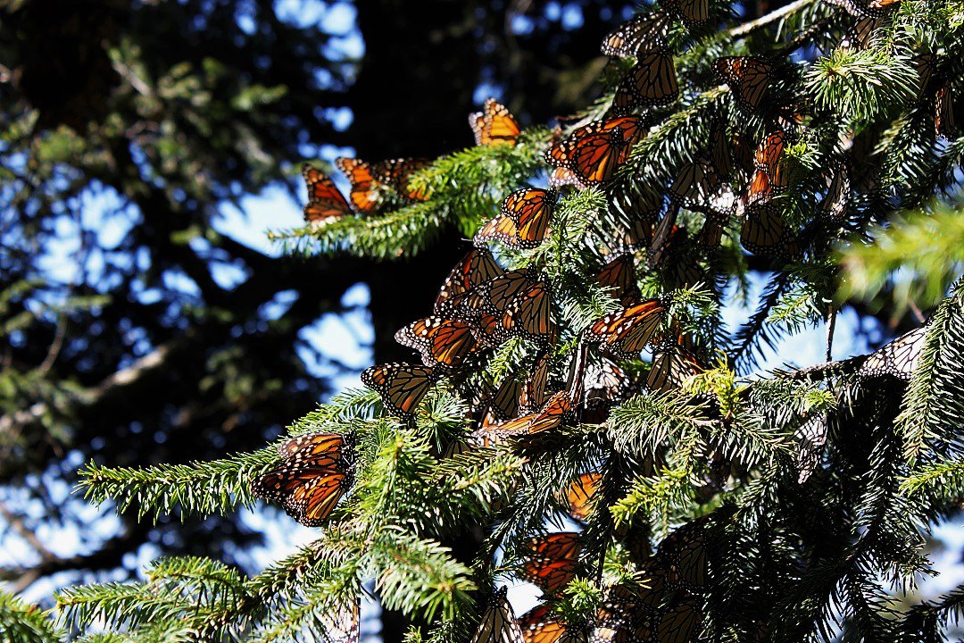CONAFOR's tweet photo. En los últimos 5 años hemos reforestado 2 mil 99 hectáreas de la Reserva de la Biósfera Mariposa Monarca y se han producido 1.7 millones de plantas con recursos canalizados por @CONAFOR a #Michoacán y #Edomex. Más acciones a favor de la #MariposaMonarca 👉 https://t.co/bmN9ALbhRO https://t.co/Q48juH398J