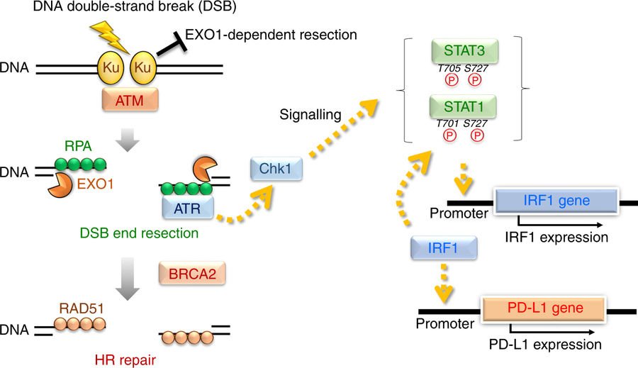 Anirban Maitra (@aiims1742) on Twitter photo Double strand DNA breaks (DSBs) enhance PD-L1 expression through ATM/ATR/Chk1 & this is accentuated by BRCA2 loss
nature.com/articles/s4146…
Preclinical rationale for checkpoint inhibitors in BRCA2 mutant cancers
#PancreaticCancer <a href="/NatureComms/">Nature Communications</a> Double strand DNA breaks (DSBs) enhance PD-L1 expression through ATM/ATR/Chk1 & this is accentuated by BRCA2 loss
nature.com/articles/s4146…
Preclinical rationale for checkpoint inhibitors in BRCA2 mutant cancers
#PancreaticCancer <a href="/NatureComms/">Nature Communications</a>