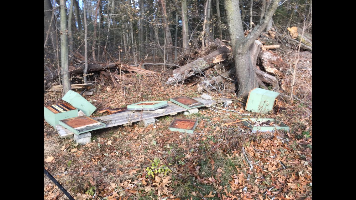 Evidence of possible black bear activity at Chip-in Farm on Hartwell Rd. There have been no actual sightings, just destroyed bee hives and other damage. Please call BPD if you see any black bears. As always do not approach any wildlife and keep an eye on your pets.