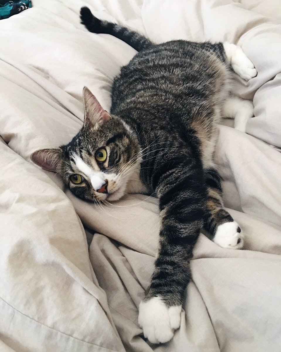 MimiandChichi's tweet image. Looking to get a snuggle buddy this holiday? @Zappos will be covering adoption cost at select shelters during #Pawlidayz. Find a participating shelter at: zps.to/mdgVtJj 
 #zappos #ZapposforPets #Sponsored