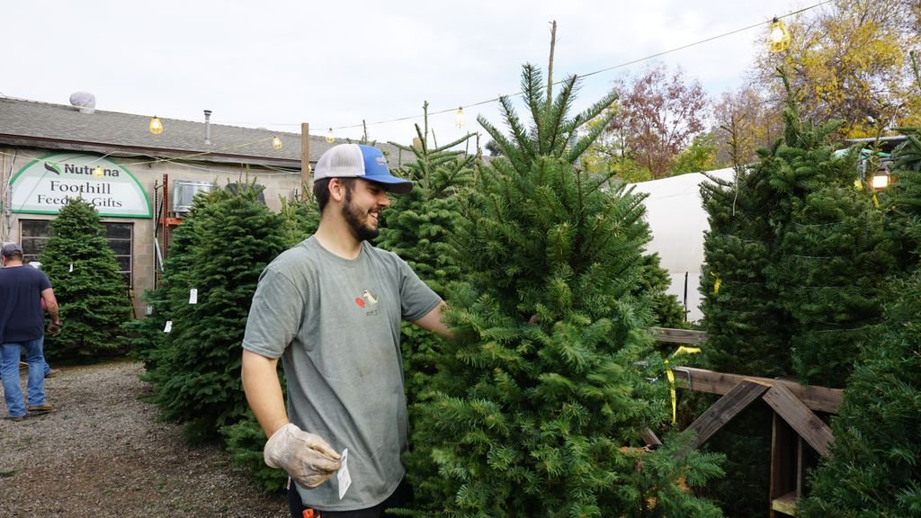 foothillfeed's tweet photo. Douglas-Fir Christmas Trees are water-stored immediately after they are cut and delivered fresh to our lot. Douglas-Fir trees have soft needles and a distinct pine scent. Beautiful! And they will be fresh for the entire holiday season. #Loomisliving #FreshTrees #OregonTrees https://t.co/E4BZtdAsqQ