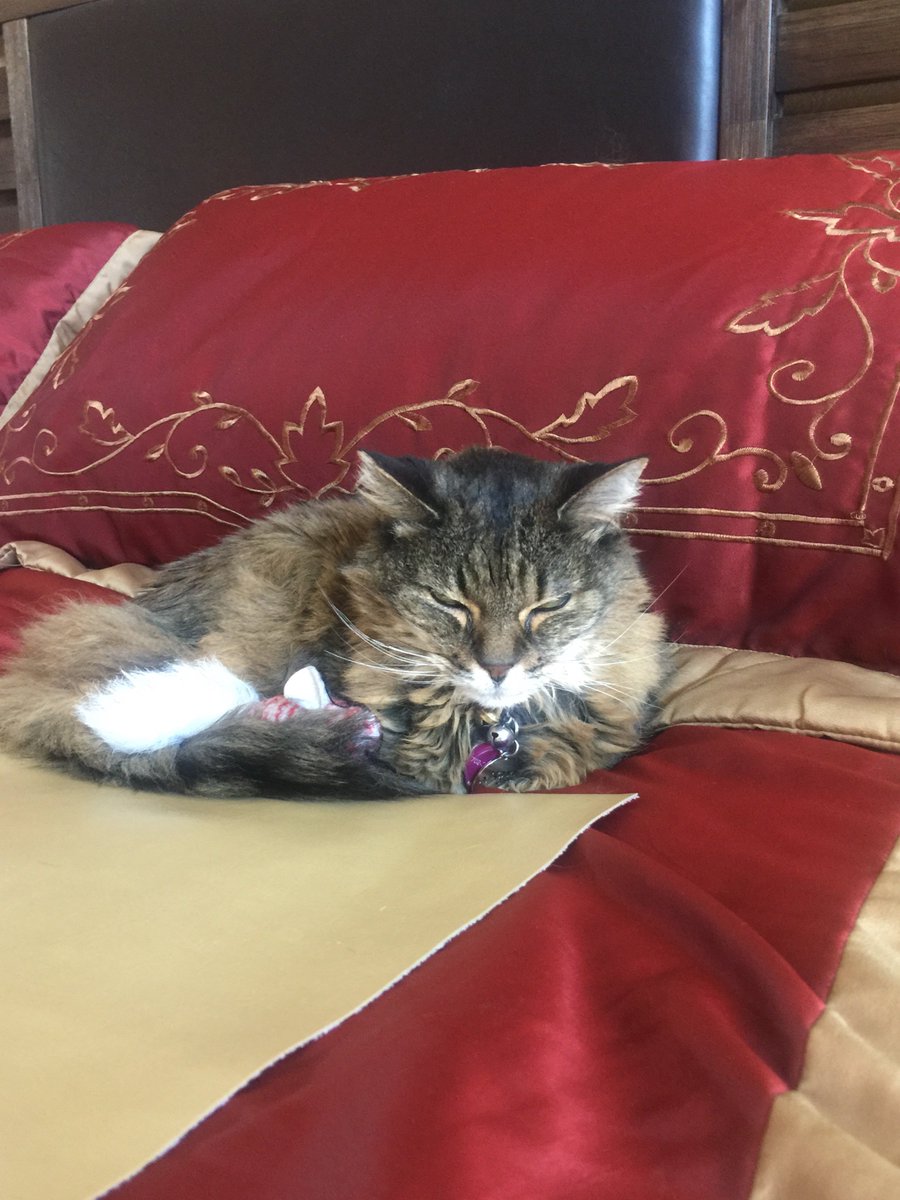 lmyhoffman's tweet image. Making our lives joyful again. Lost one angel, but found another. Who finds who? Than is the question #Pawlidayz #ZapposforPets #zappos