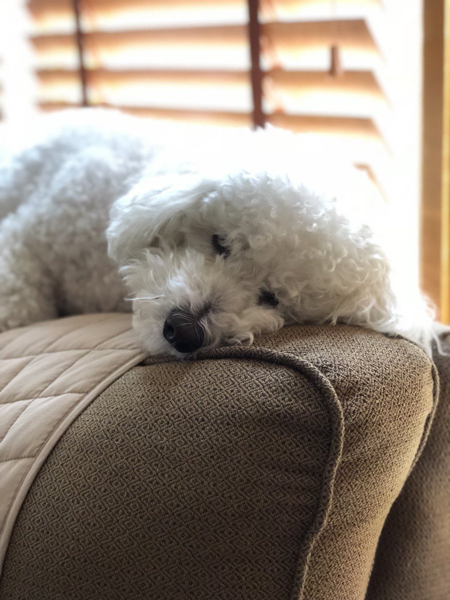 carolinejenius's tweet image. Otto on couches from day to day #samecouch #samedog #newday