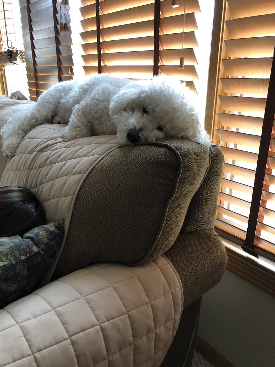 carolinejenius's tweet image. Otto on couches from day to day #samecouch #samedog #newday