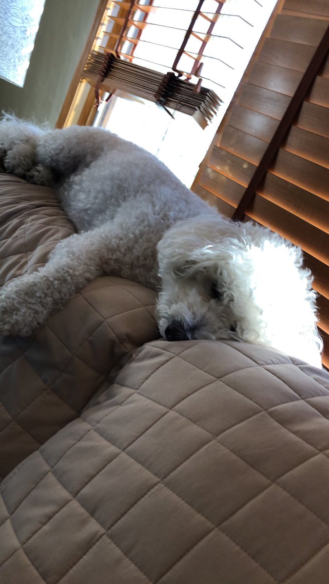 carolinejenius's tweet image. Otto on couches from day to day #samecouch #samedog #newday