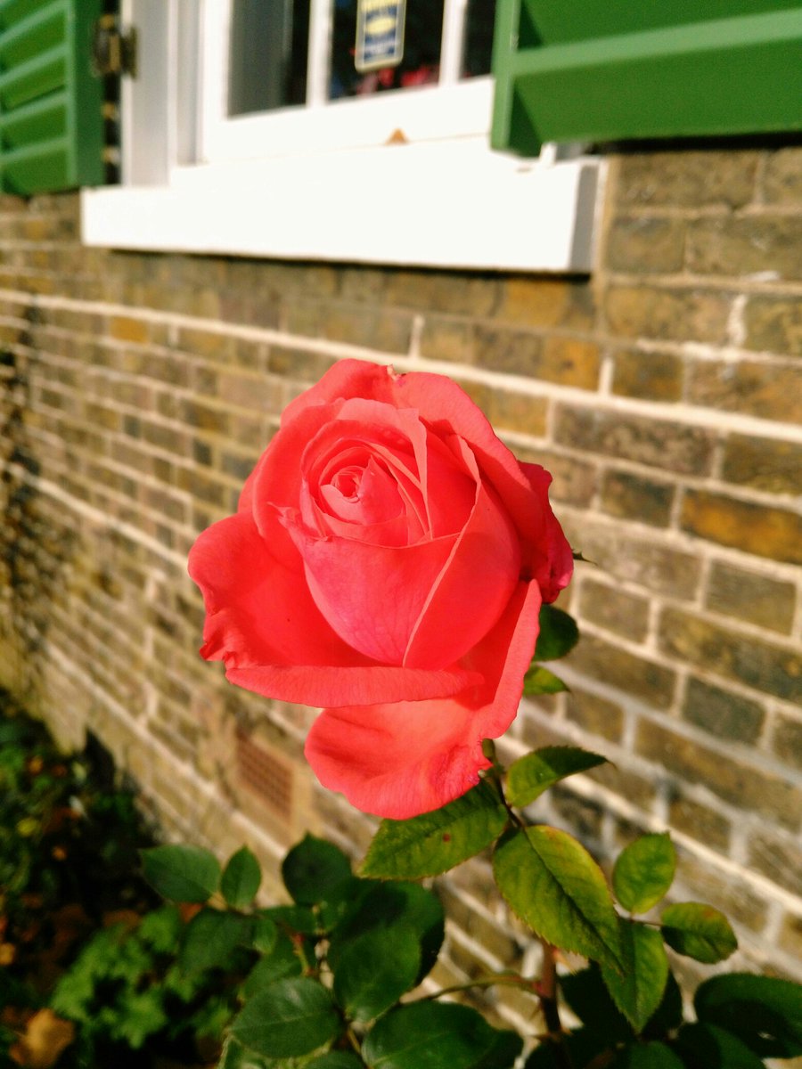 WinchHQuakers's tweet photo. Last of the summer roses at Winchmore Hill Meeting House. https://t.co/Fq6FJGkUG9