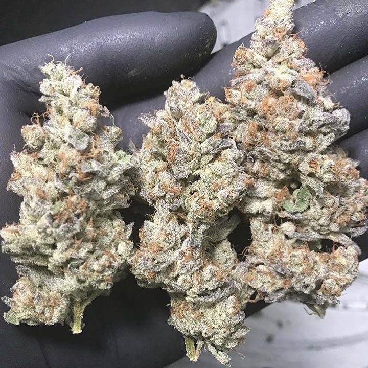 GiftedGrower's tweet photo. Who's ready for Wedding Cake? 🔥🎂🔥 Dropping in 2 weeks @thechroncierge grown to perfection @backyard.farming #GiftedGrower #WeddingCake #Chroncierge https://t.co/Mmuru2tlBu https://t.co/1HaiwErNUC