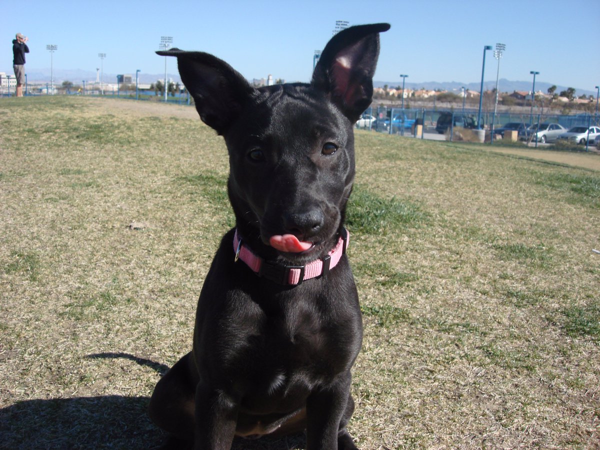NotQuiteSusie's tweet image. This photo is from shortly after we rescued Bella at 8 weeks old! @Zappos is on a mission to help shelter pets this weekend by sponsoring pet adoptions through North Shore @AnimalLeague America. Find your shelter: zps.to/mdgVtJj #Pawlidayz #ZapposforPets #Zappos #ad