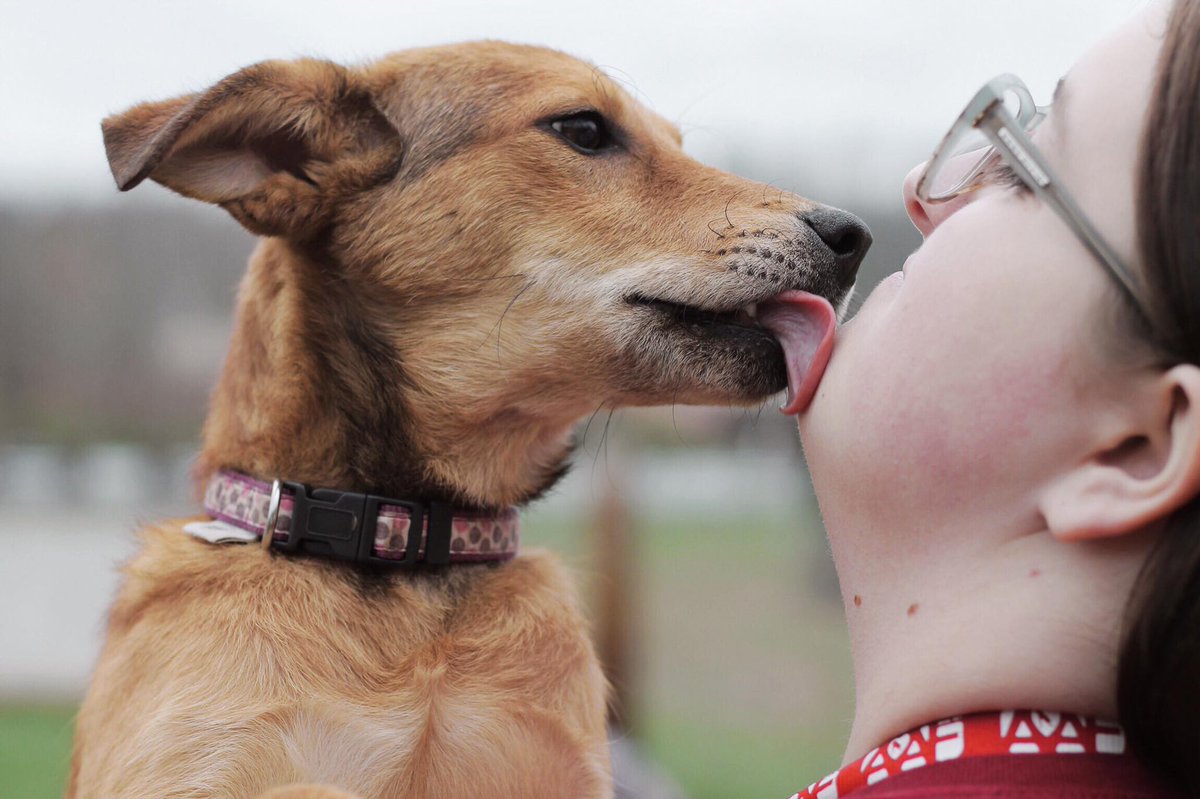 AAFPets's tweet image. Sponsors will match donations on LightTheShelter.com THIS TUESDAY - doubling your impact! #GivingTuesday #Sharingiscaring