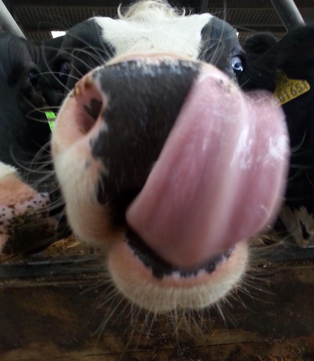 Sparsholt_Coll's tweet photo. We've got your next steps after leaving school licked!

Join us and turn your passion into a career. Apply now https://t.co/mKsDITzVFF #agriculture #farming #getin2ad #getintofarming https://t.co/lpDyV9spEF