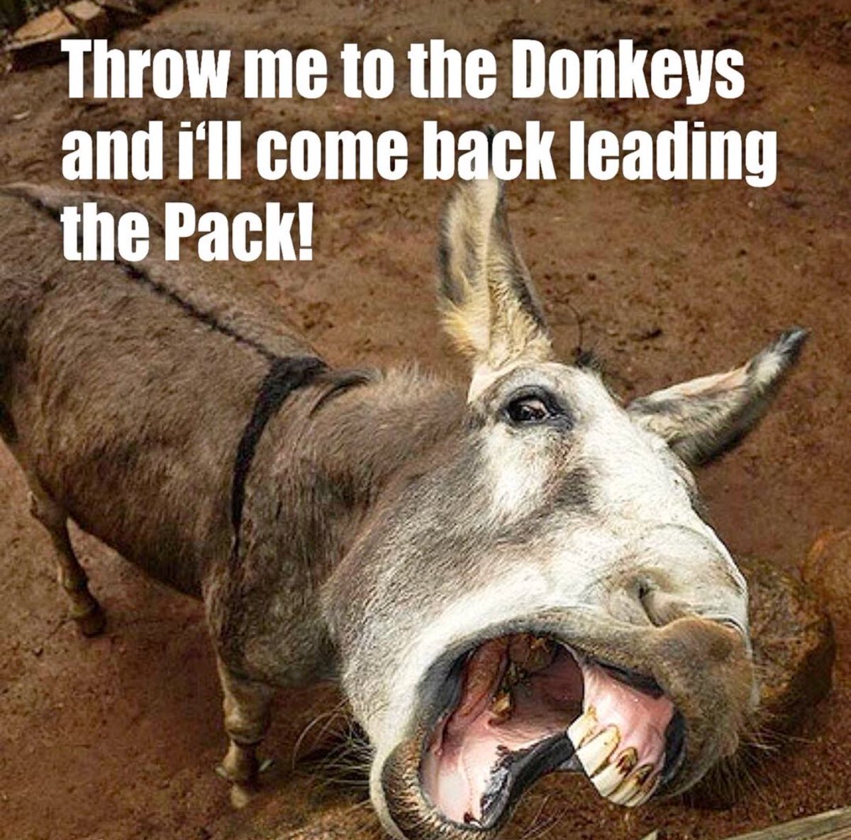 #fact 
#donkeybusiness