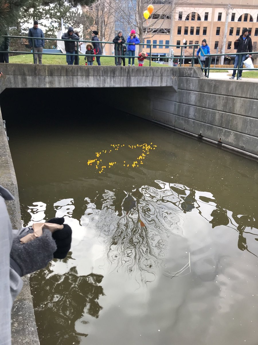 davisn's tweet photo. And, they’re off! #goduckgo #mana #bestneighbourhood https://t.co/2LY6vCa0hK