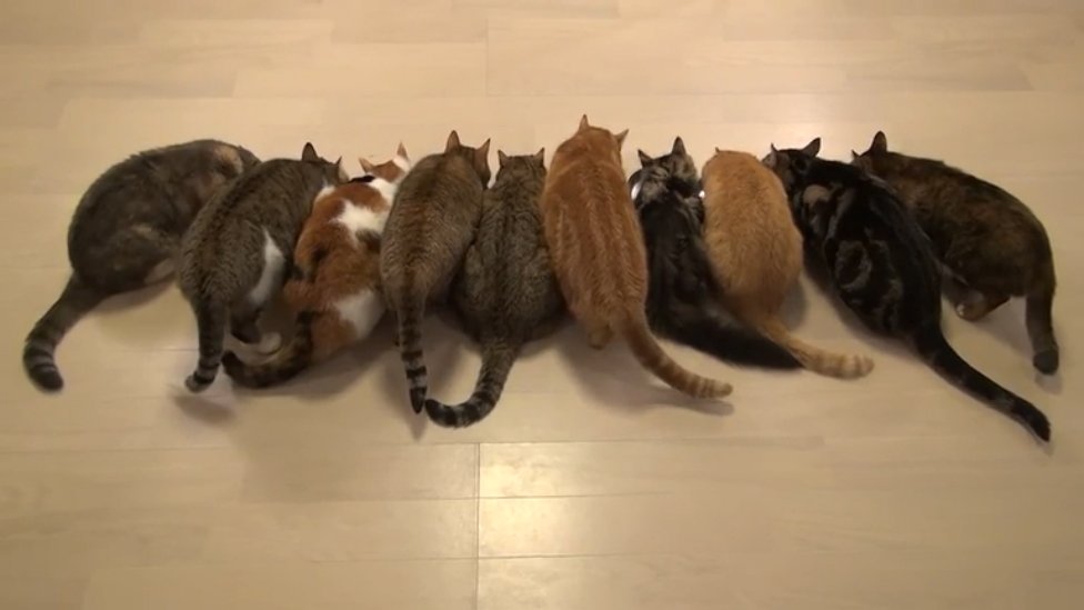 Кошка и 10 котят. Пять котов. Много котов. Десять котят. Кошачий коллектив.